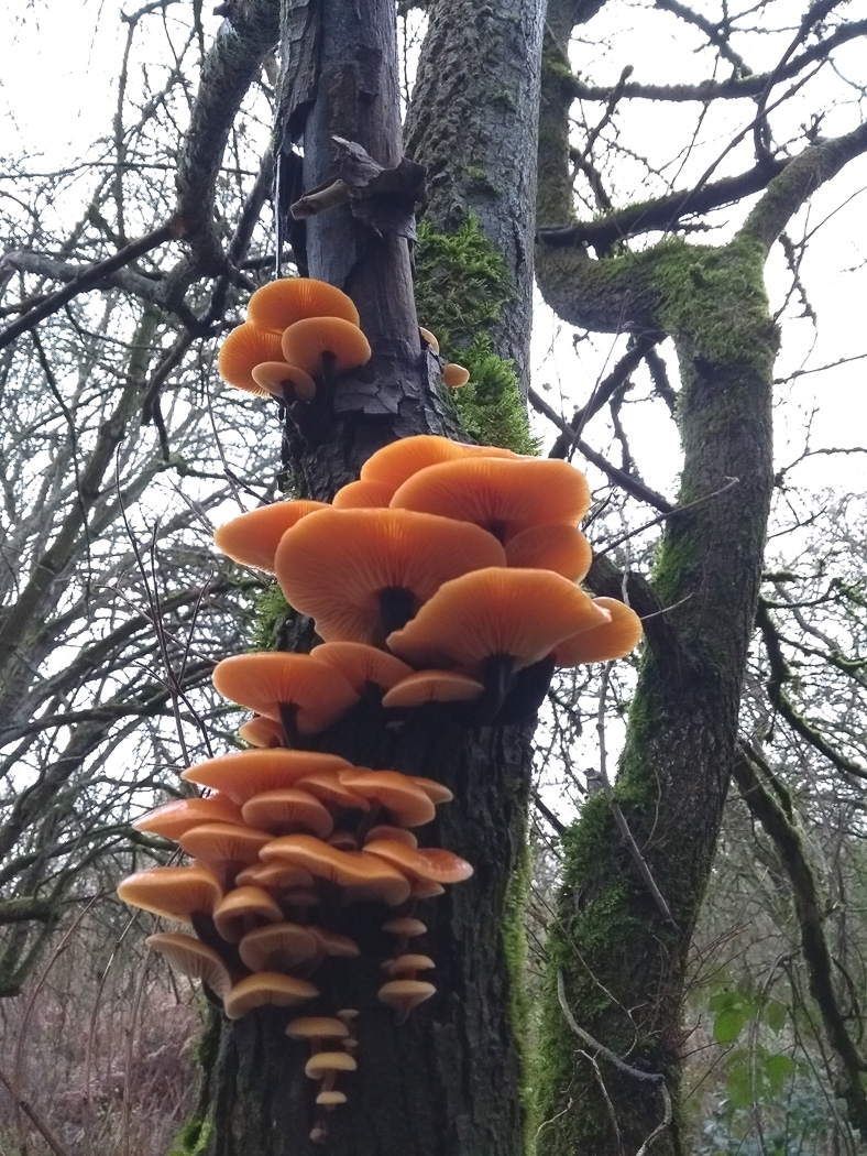 Photo by Paul Cullington Flammulina velutipes by Paul Cullington